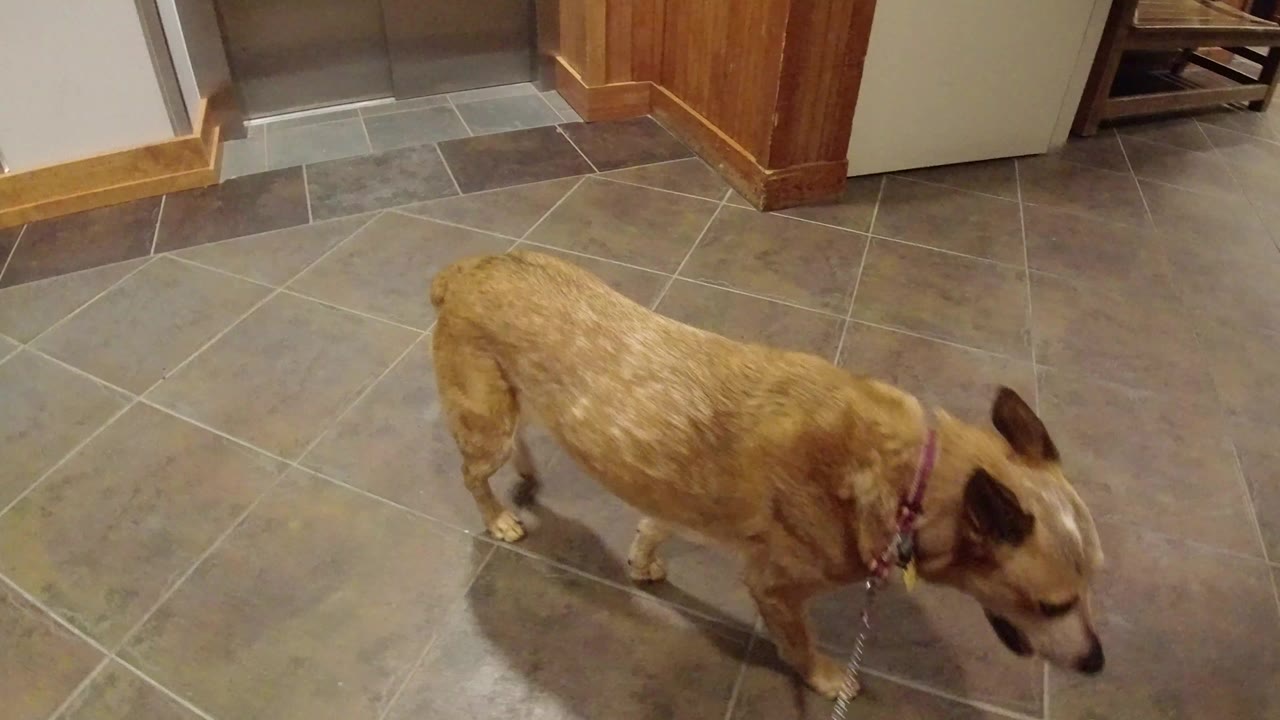 Tan dog on a leash standing on gray tile floor