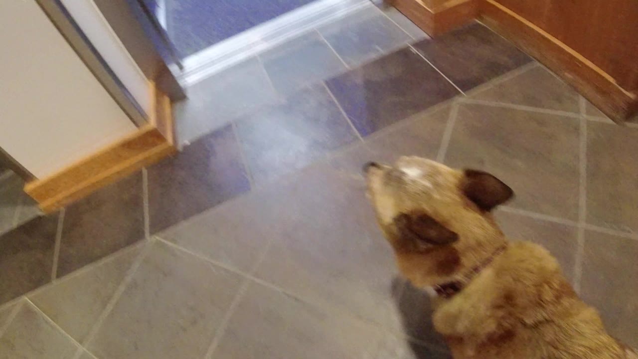 Tan dog with dark ears waits on gray tile by a doorway and wood trim in Winter Park, Colorado, with no visible people.