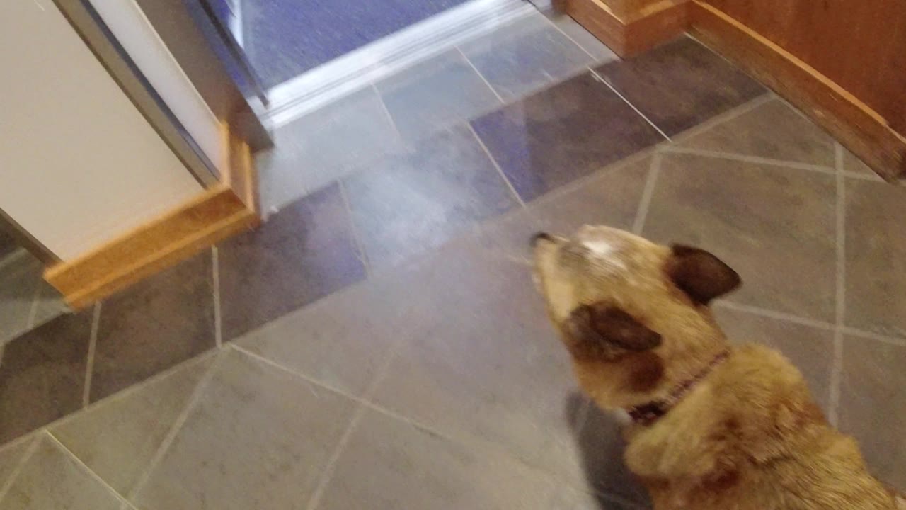 The dog remains on the gray tile near the elevator entrance in Winter Park, Colorado, with wood trim and no visible people.