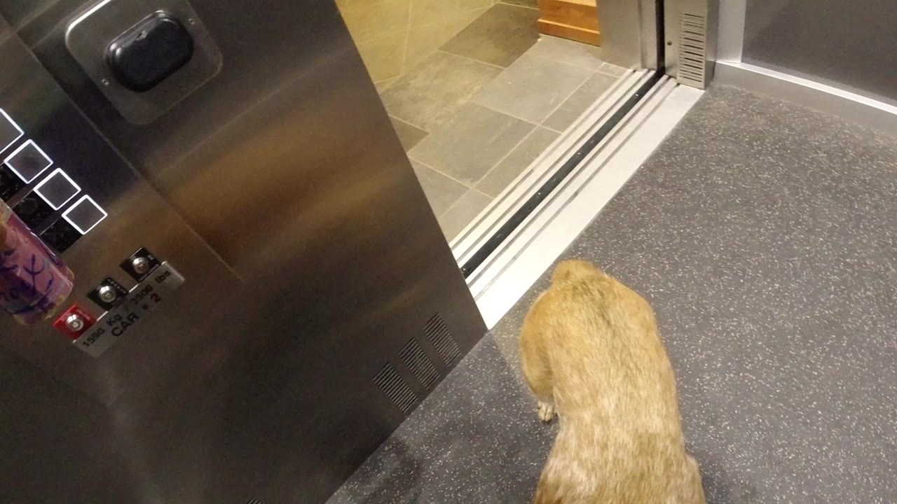 Tan dog seen from above near an open elevator doorway.