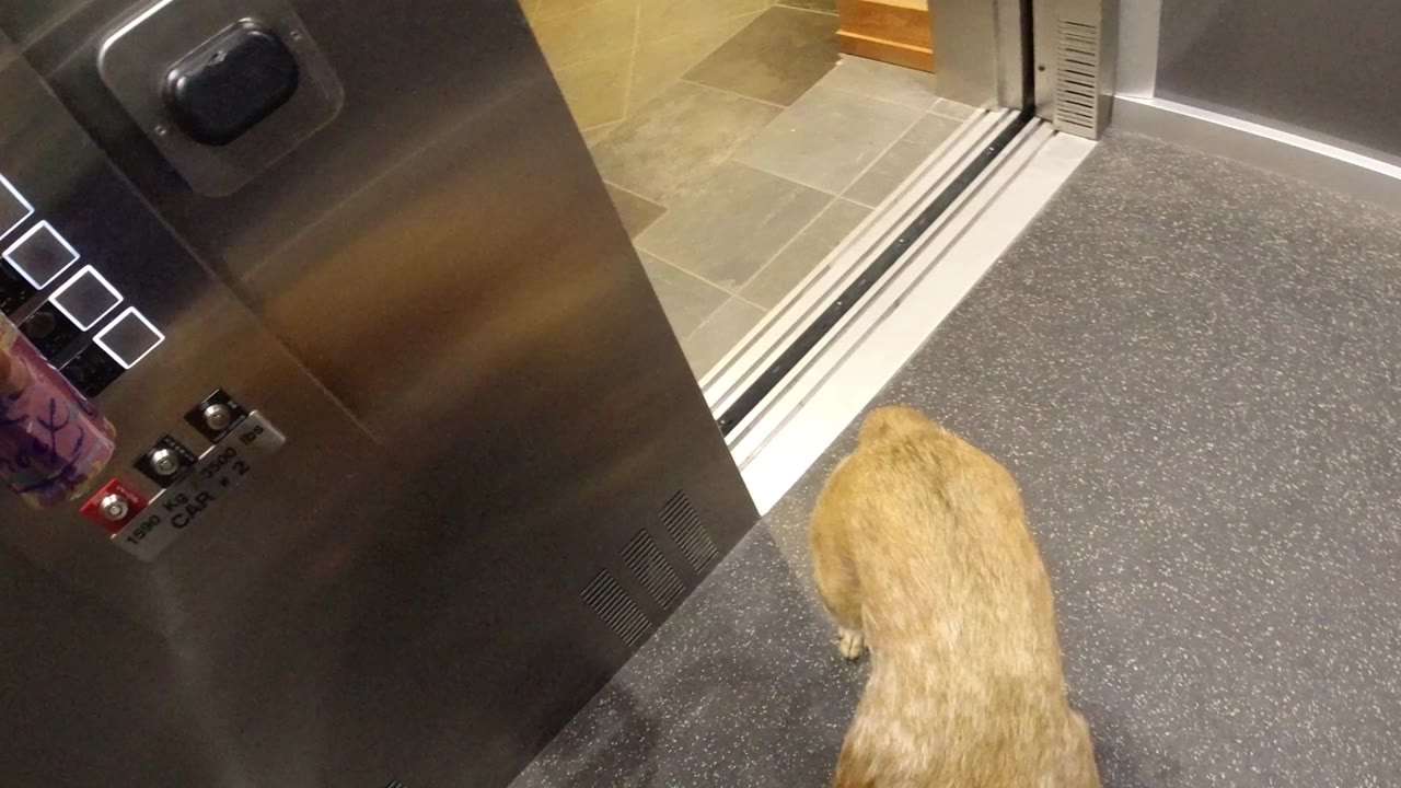 One second in, the tan dog remains inside the Winter Park, Colorado elevator while the open door, metal wall panels, square floor buttons, and gray floor stay visible, with no visible people.