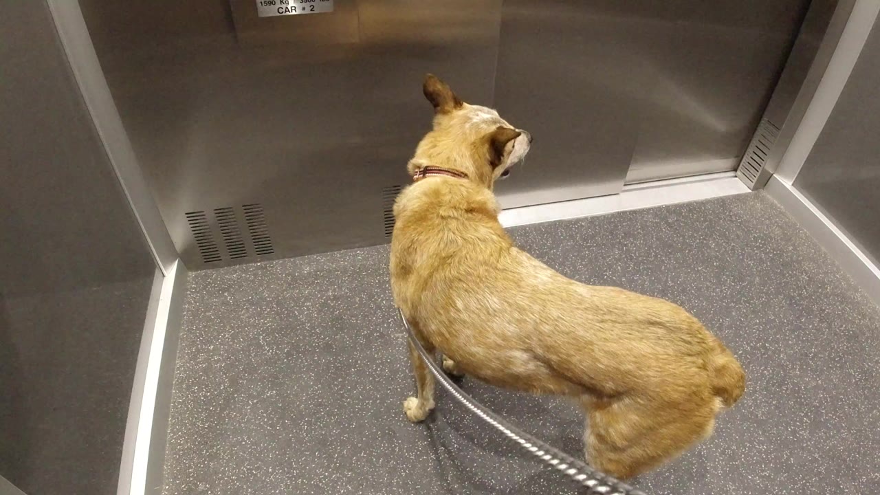 Brown dog on a leash standing inside a metal elevator.