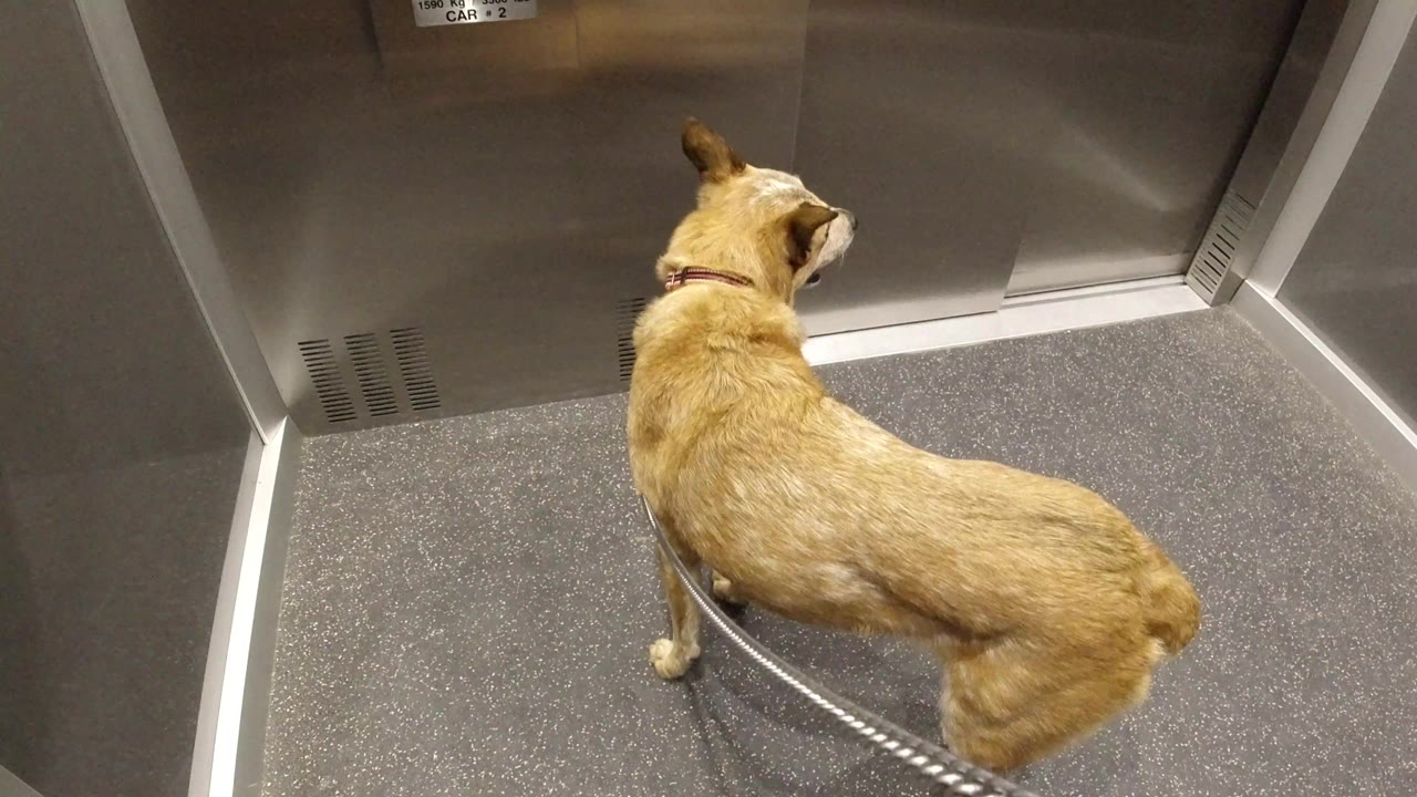 The leashed brown dog remains turned toward the elevator doors, framed from above against gray flooring and stainless metal walls, with no visible people.