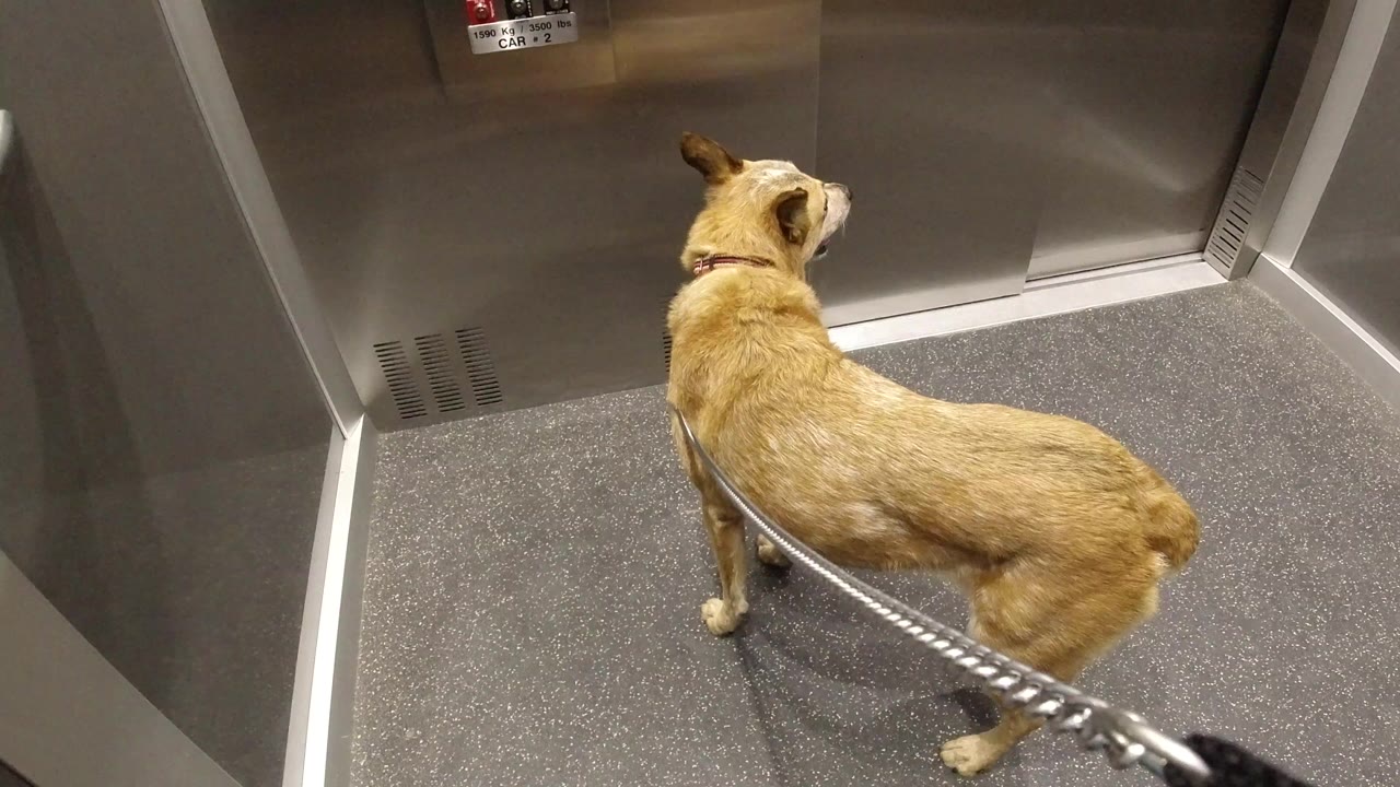 Tan dog on a leash inside an elevator facing closed doors.