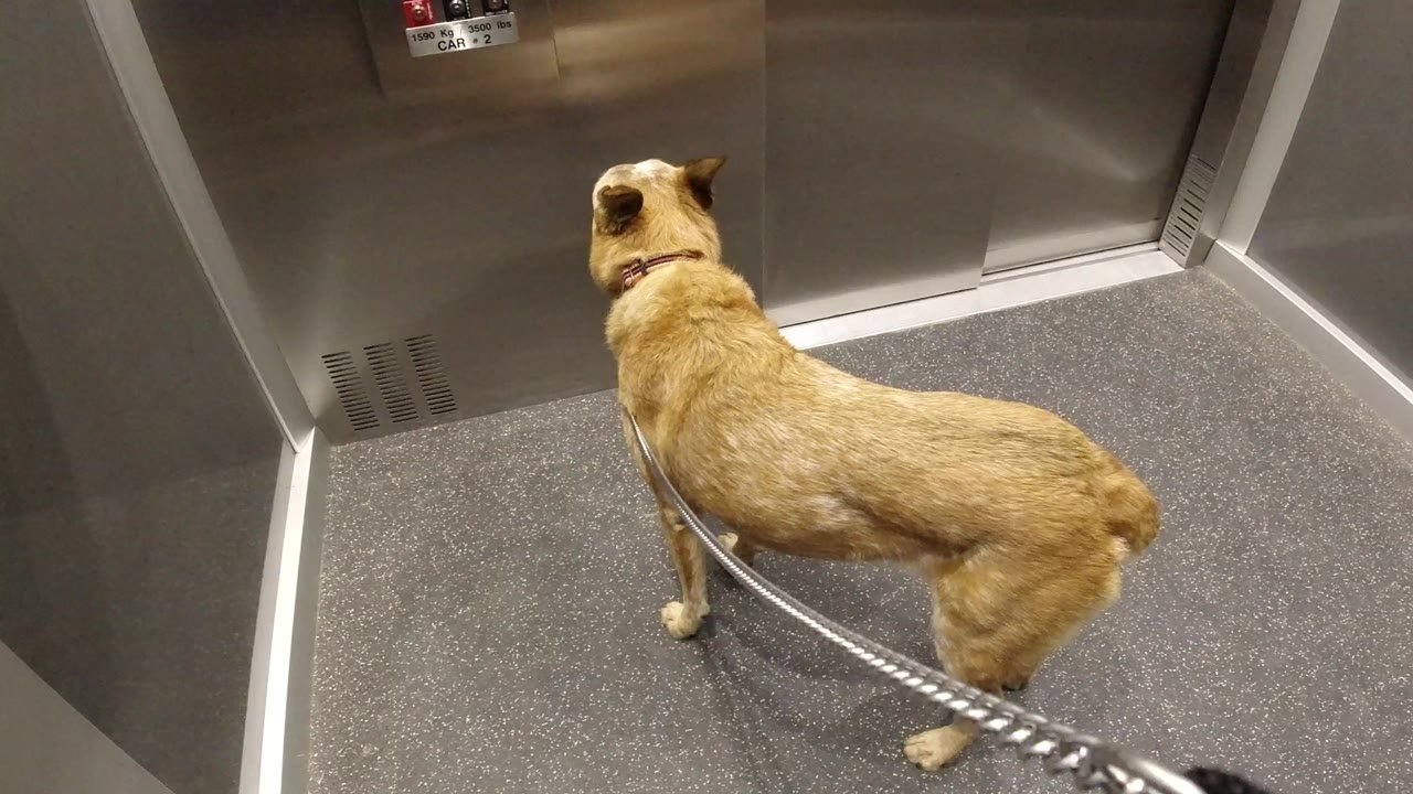 A tan dog on a leash stands inside an elevator in Winter Park, Colorado, facing the closed metal doors with no visible people.
