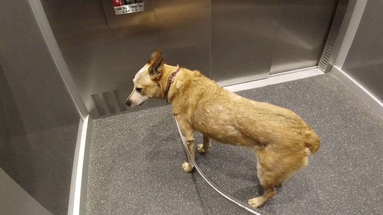 Dog in elevator turning its head to the side.