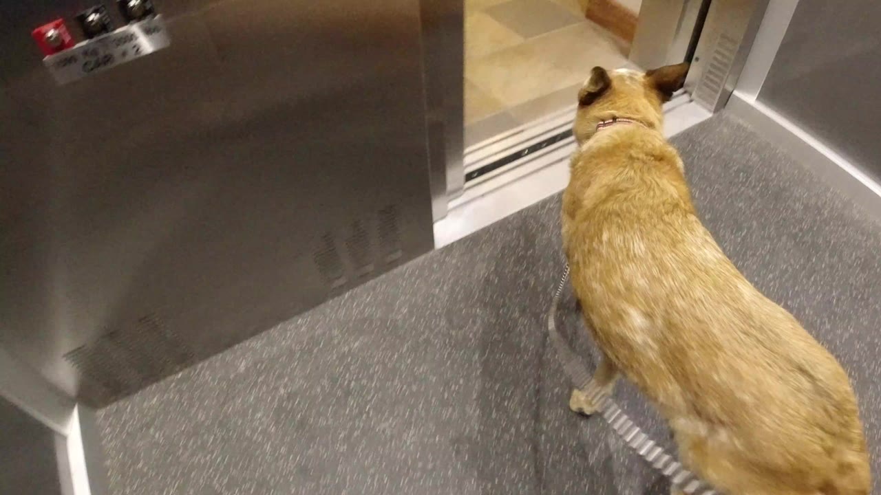 Tan dog on a leash inside an elevator