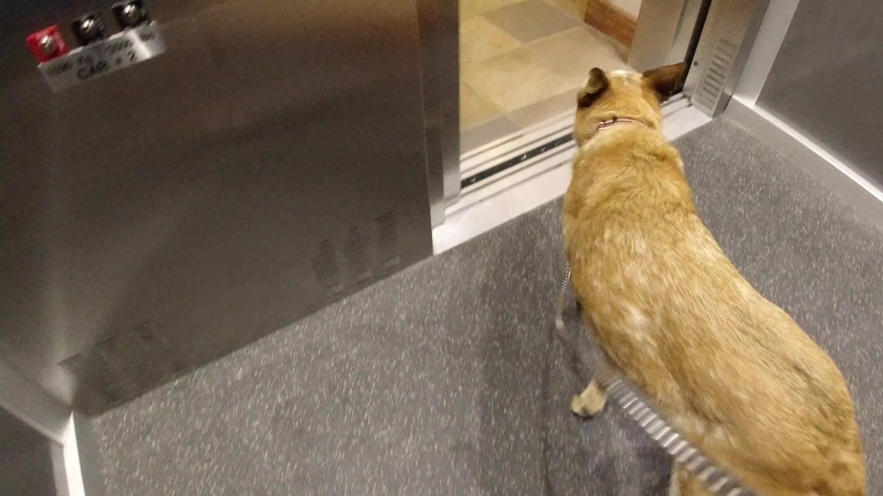 The leashed tan dog faces the elevator threshold in Winter Park, Colorado, with the hallway tile visible beyond and no visible people.