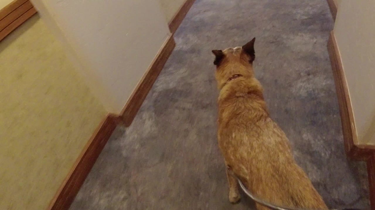 Brown dog on leash walking down a carpeted hallway.
