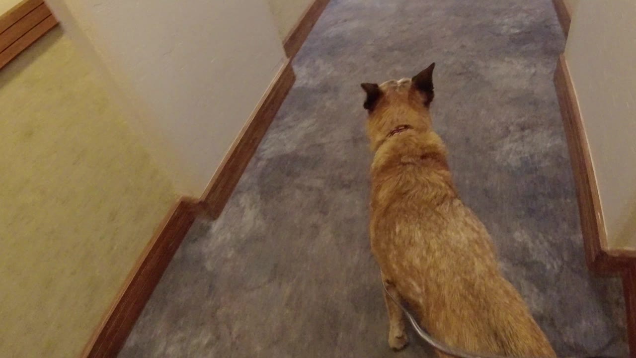 The dog remains centered from behind while moving along the gray carpeted hallway, with warm wall light and wood baseboards visible in Winter Park, Colorado.