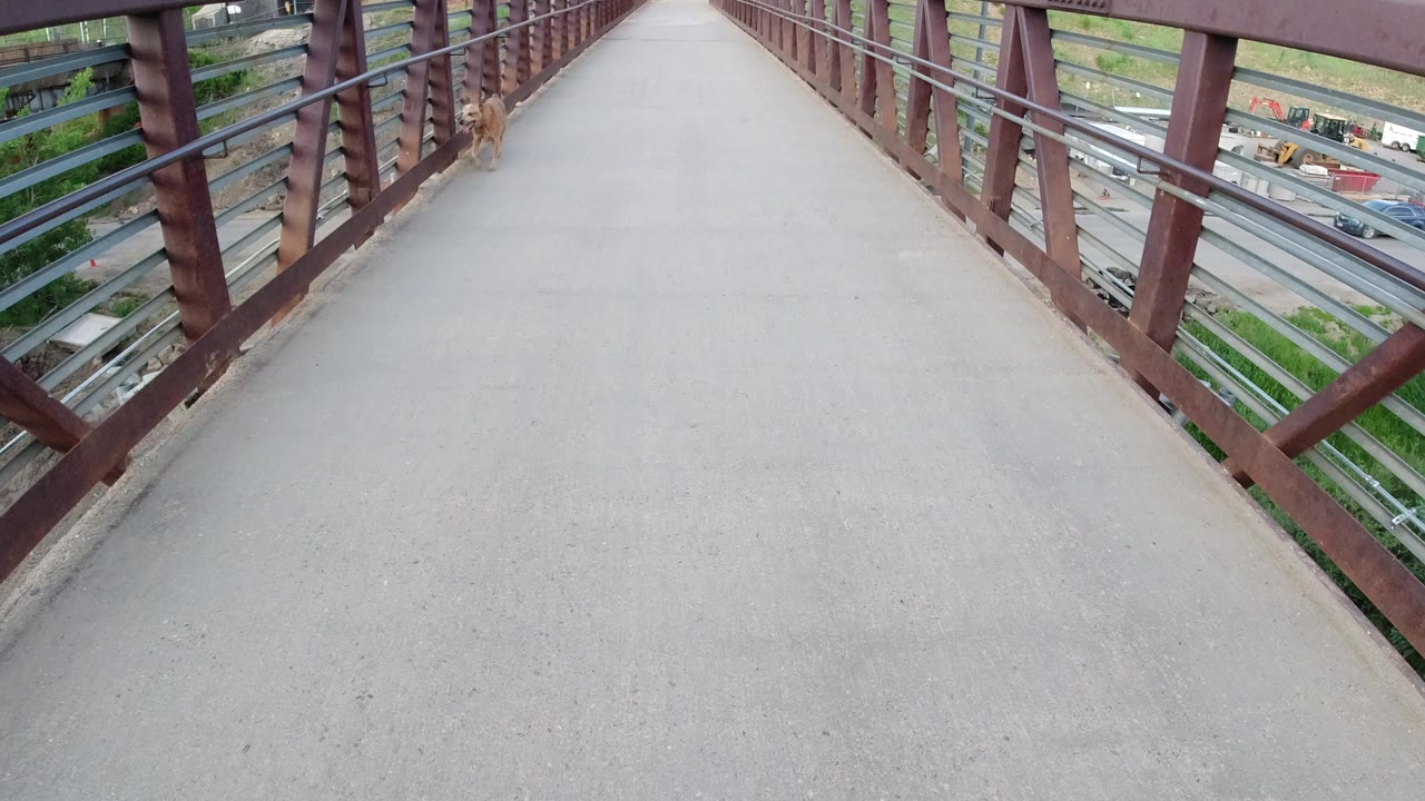 A tan dog stands near the left side of a long pedestrian bridge in Winter Park, Colorado, with metal railings, traffic or rail lines below, and no visible people.