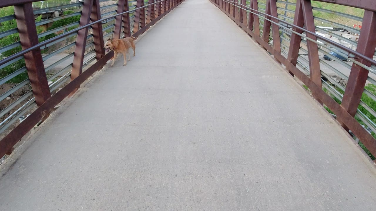 Tan dog farther ahead on the right side of the bridge path.