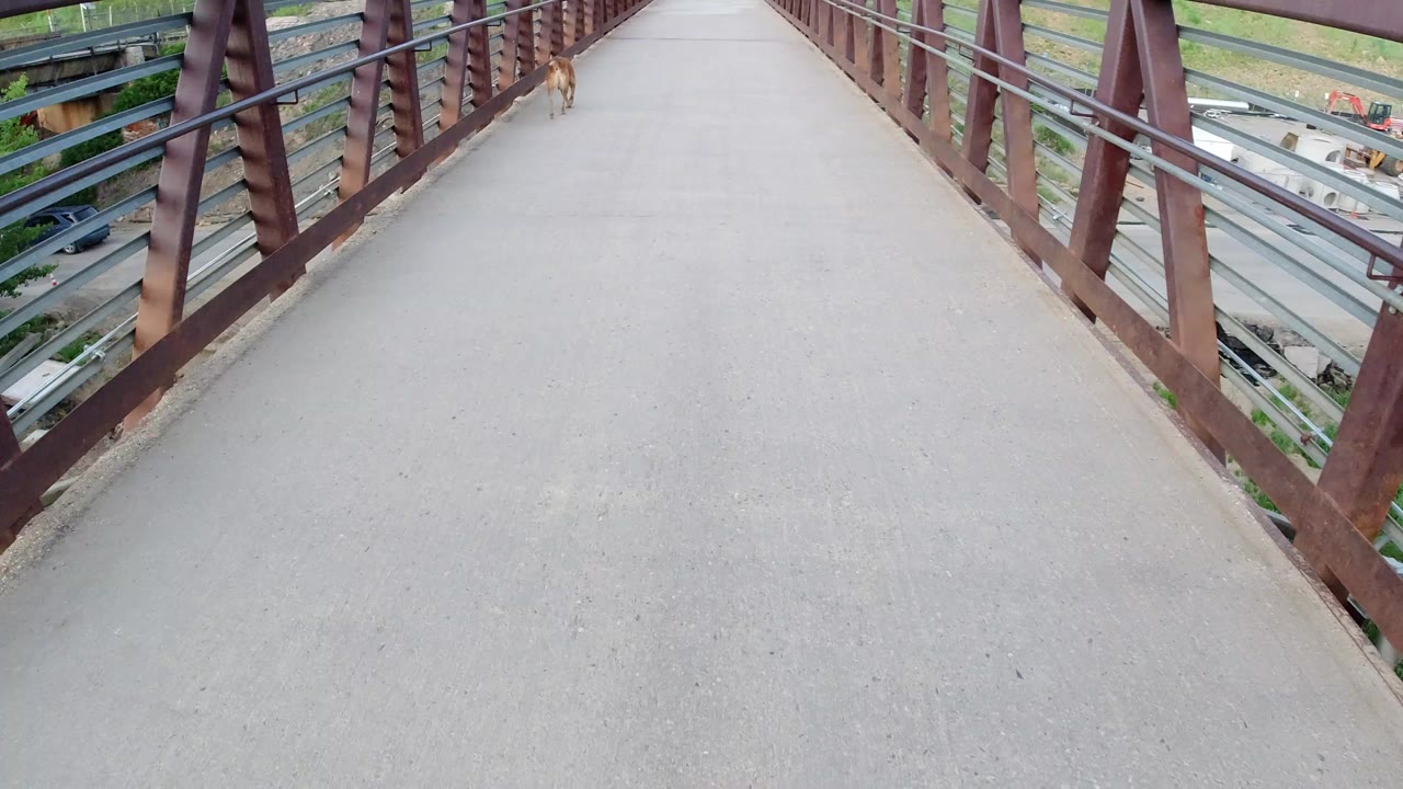 A tan dog stands near the upper left of a concrete pedestrian bridge in Winter Park, Colorado, with rust-colored railings, roadway visible below, and no visible people.