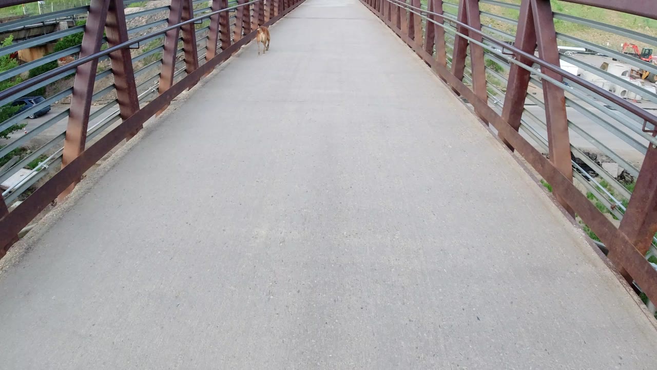 A tan dog moves along the left railing of the Winter Park bridge, with the concrete deck filling most of the frame and no visible people on the walkway.