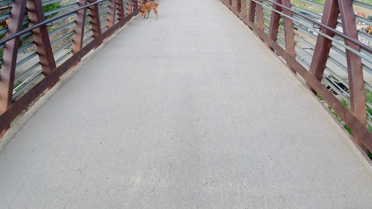 Dog near the right railing of an empty bridge.