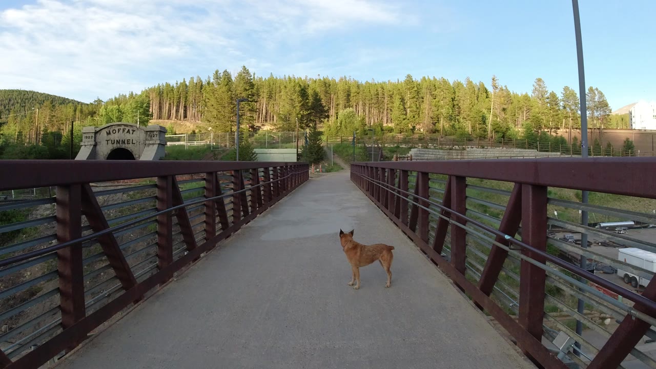A brown dog stands near the center of a concrete pedestrian bridge in Winter Park, Colorado, with red metal railings, rail tracks below, pine-covered hills, and no visible people.