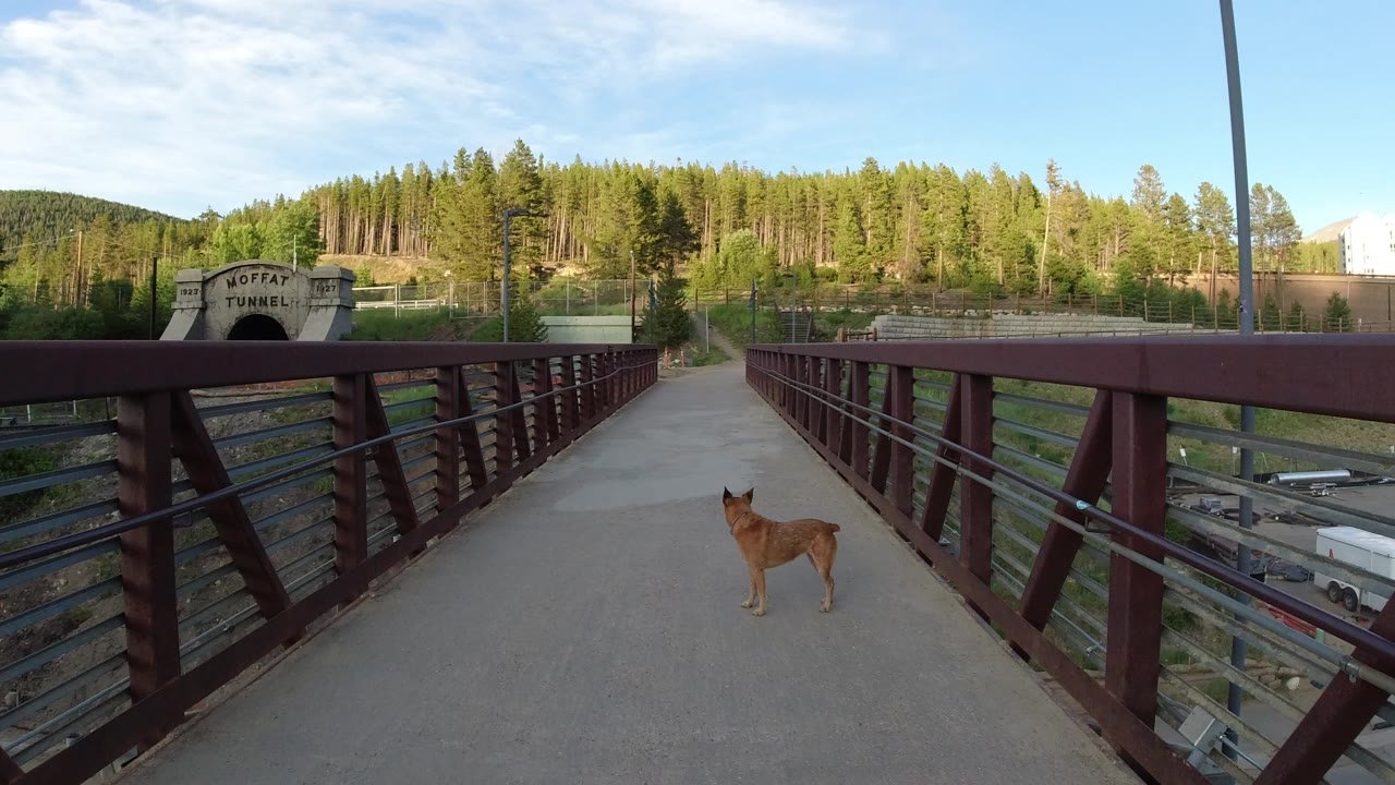 The brown dog remains on the concrete bridge in Winter Park, Colorado, framed by red railings, a tunnel entrance to the left, forested slopes, and no visible people.