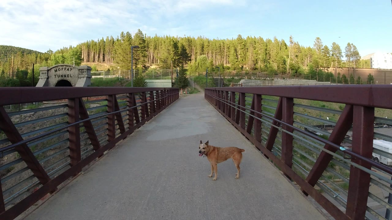 Dog turned on a concrete bridge with railings and tunnel entrance nearby.