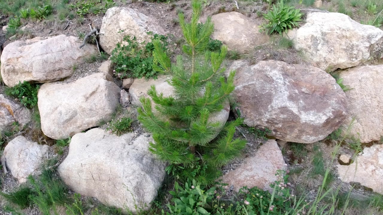 Winter Park, Colorado frame showing pale boulders, dirt, low weeds, and a small evergreen near the center, with no visible people.