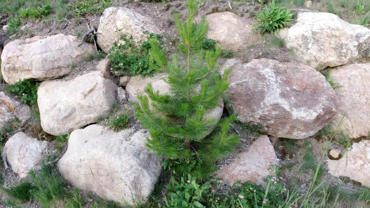 Winter Park, Colorado frame with a young evergreen in front of rounded tan and gray stones, surrounded by small plants and bare soil, with no visible people.