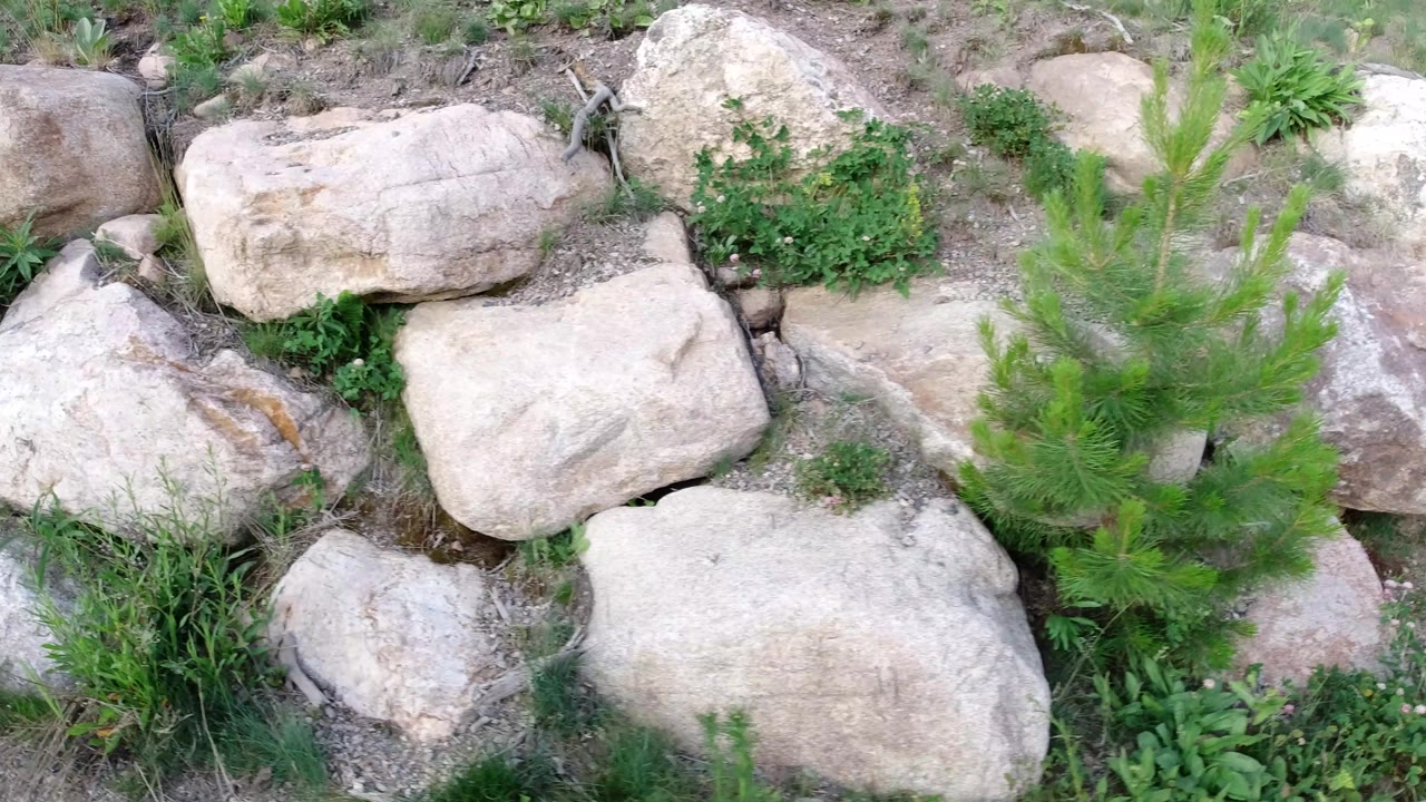 Close rocks and weeds along a dirt boundary.