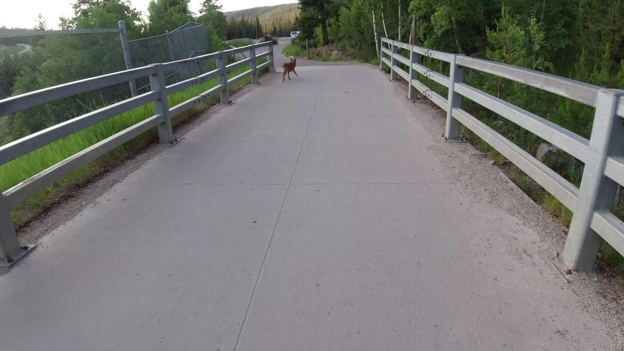 First frame of a Winter Park, Colorado paved path with metal railings on both sides, green trees beyond the fence, distant hills, a small brown dog ahead, and no visible people.
