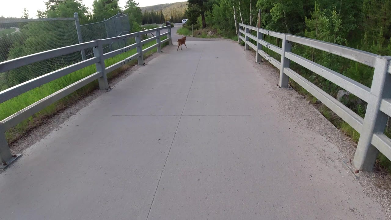 Winter Park, Colorado path view with the left railing and fence close to camera, the right railing leading toward trees, a small dog farther down the pavement, and no visible people.