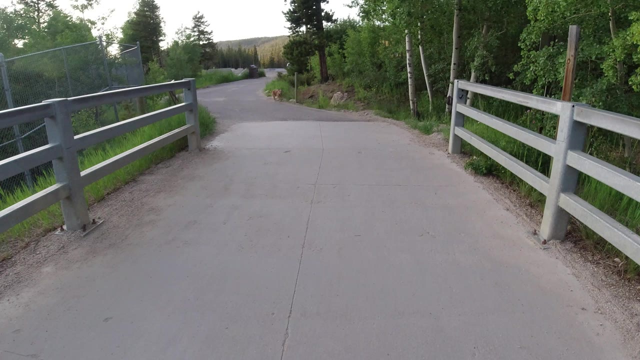 A small brown dog is visible on the Winter Park road beyond gray rail fencing, with trees and green brush lining both sides and no visible people.