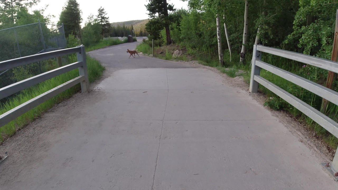 Small brown dog moves along the road near dense roadside trees.