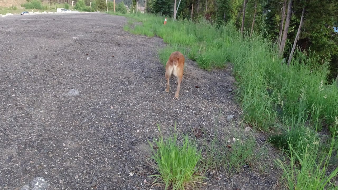A brown dog seen from behind walks along a gravel track beside tall green grass in Winter Park, Colorado, with trees in the background and no visible people.