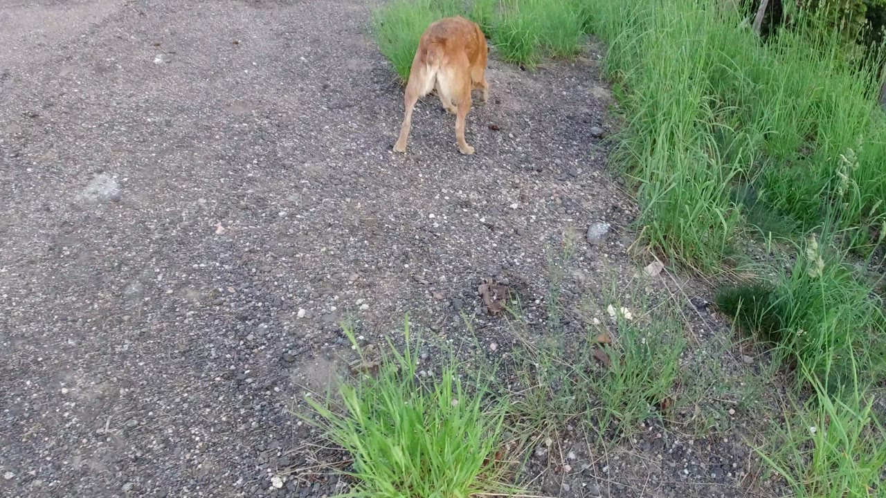 Rear view of a brown dog near tall grass on gravel.