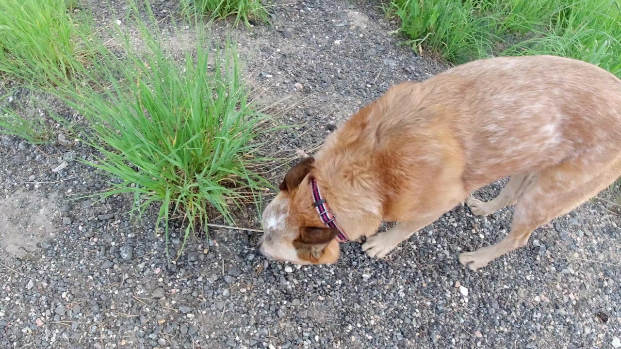 A tan speckled dog wearing a red collar sniffs a gravel path beside tufts of green grass in Winter Park, Colorado, with no visible people.