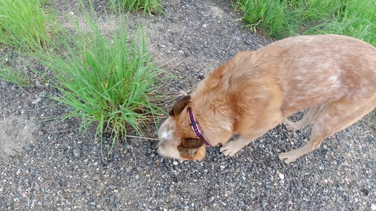 The dog remains close to the grass line with its head lowered toward the gravel path in Winter Park, Colorado, and no people are visible.