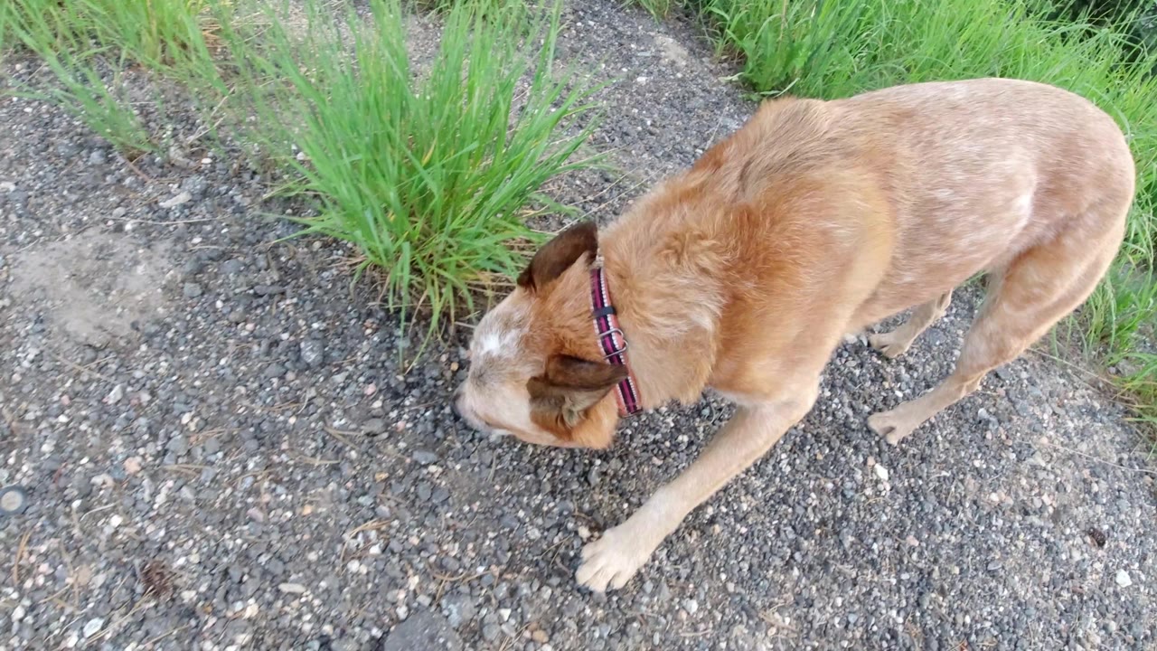 Dog turns slightly while standing on gravel near grass.