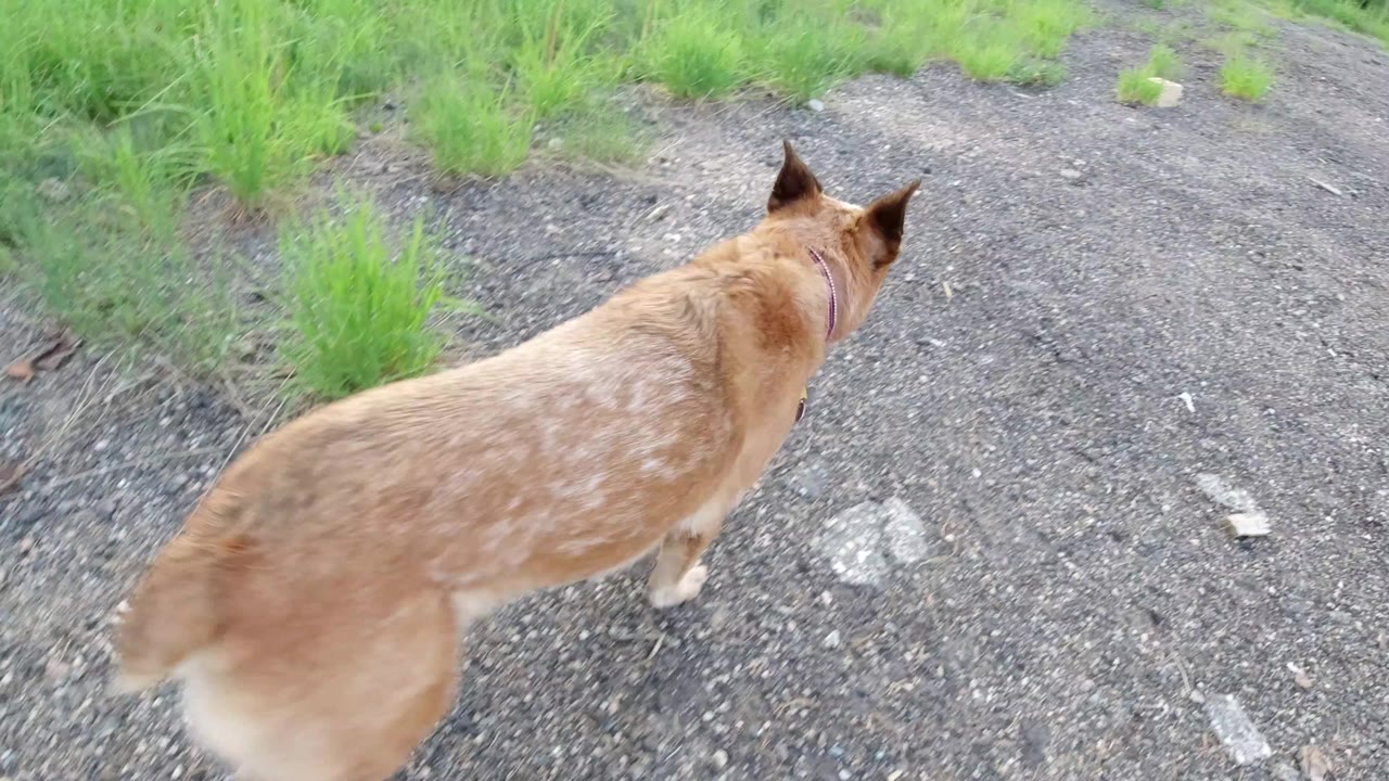 A tan dog fills the left foreground while walking away over gray gravel and green grass in Winter Park, Colorado, with no visible people.