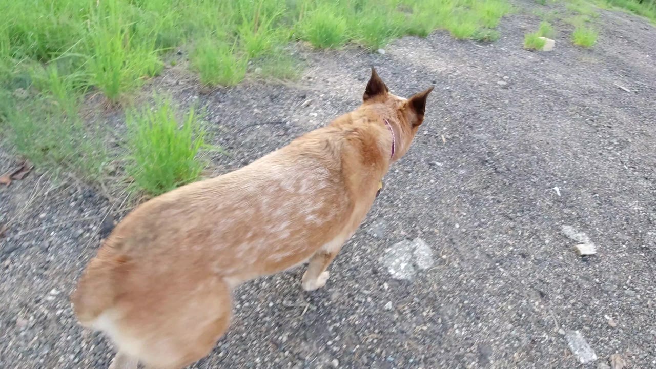 The dog remains close to camera, angled toward the right side of a gravel clearing with bright grass patches in Winter Park, Colorado, and no visible people.