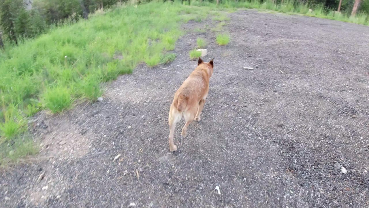 Dog farther ahead on open gravel near grass.