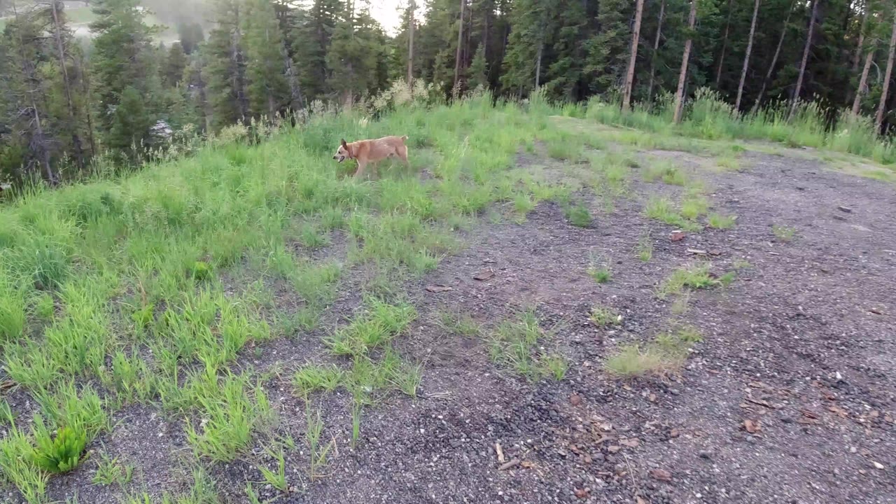 A tan dog stands small in the midground of a grassy gravel clearing in Winter Park, Colorado, with evergreen forest behind and no visible people.