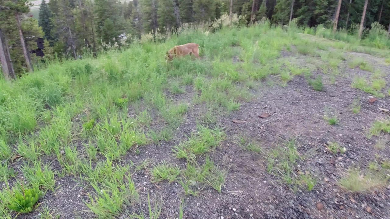 Tan dog near tall grass at the edge of a forest clearing.