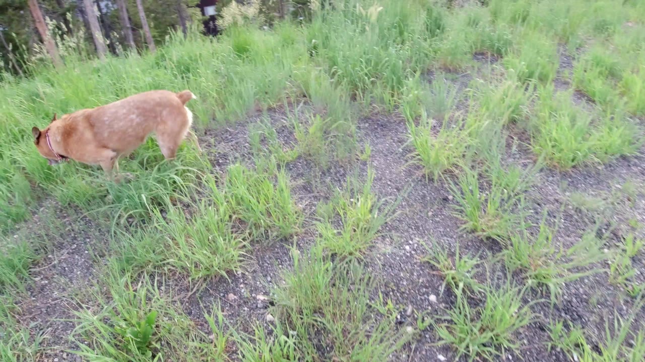 A tan dog lowers its head into bright grass on a gravelly slope in Winter Park, Colorado, with conifer trunks behind it and no visible people.