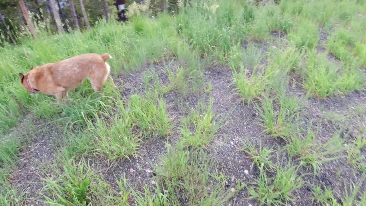 The dog continues across tall green grass and dark bare soil in Winter Park, Colorado, seen from a downward angle with no visible people.
