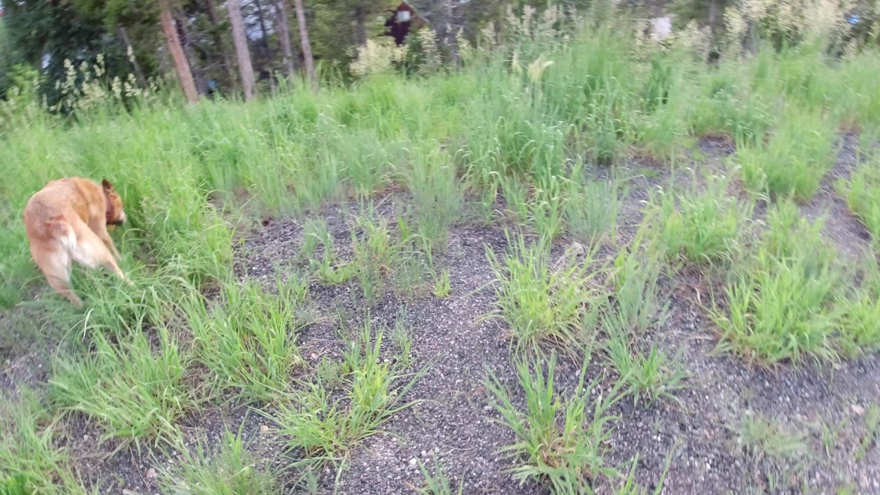 Dog partly turned away in dense grass.