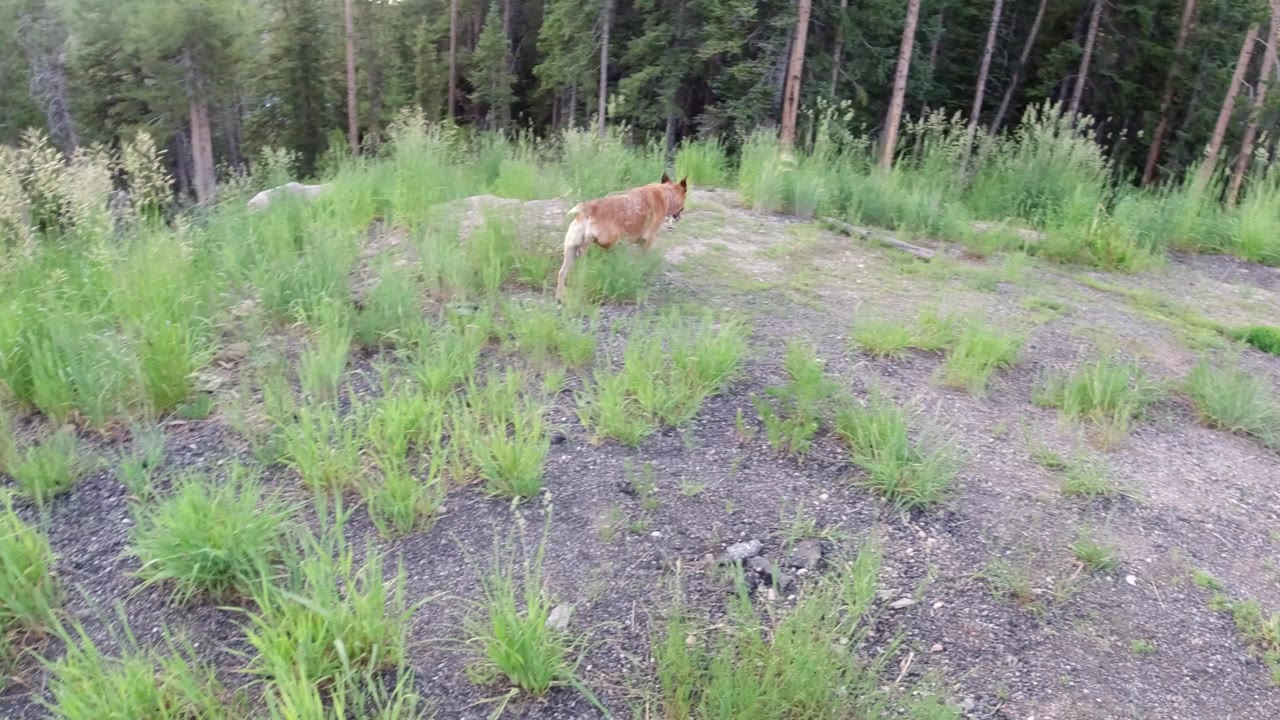 A tan dog stands near the left side of a grassy rocky hilltop in Winter Park, Colorado, with evergreen forest behind it and no visible people.