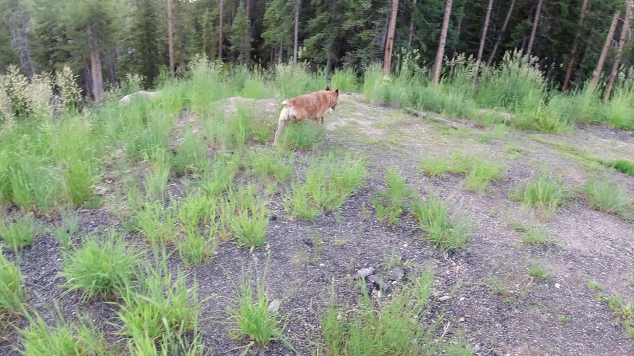 The dog walks across the upper slope in Winter Park, Colorado, with tufts of green grass, pale dirt, and a dense evergreen backdrop, no visible people.