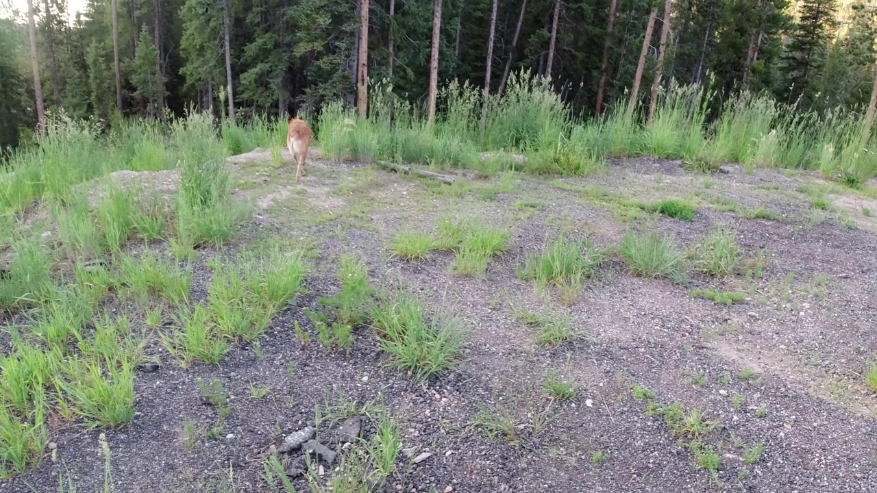 Dog near the far side of a grassy clearing by forest.