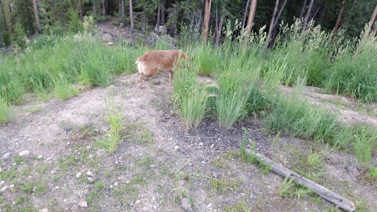 Tan dog moves left to right across dry gravel and tall grass at a forest edge in Winter Park, Colorado, with no visible people.