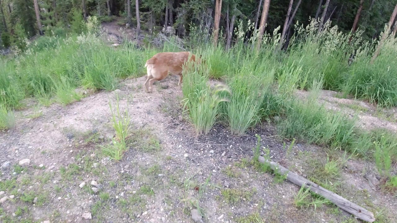 The dog continues along a pale dirt mound with tall green grasses partially obscuring its body in Winter Park, Colorado, with no visible people.