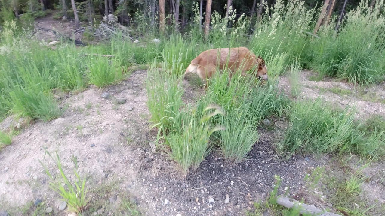 Dog sniffing near dense grass on uneven dirt.