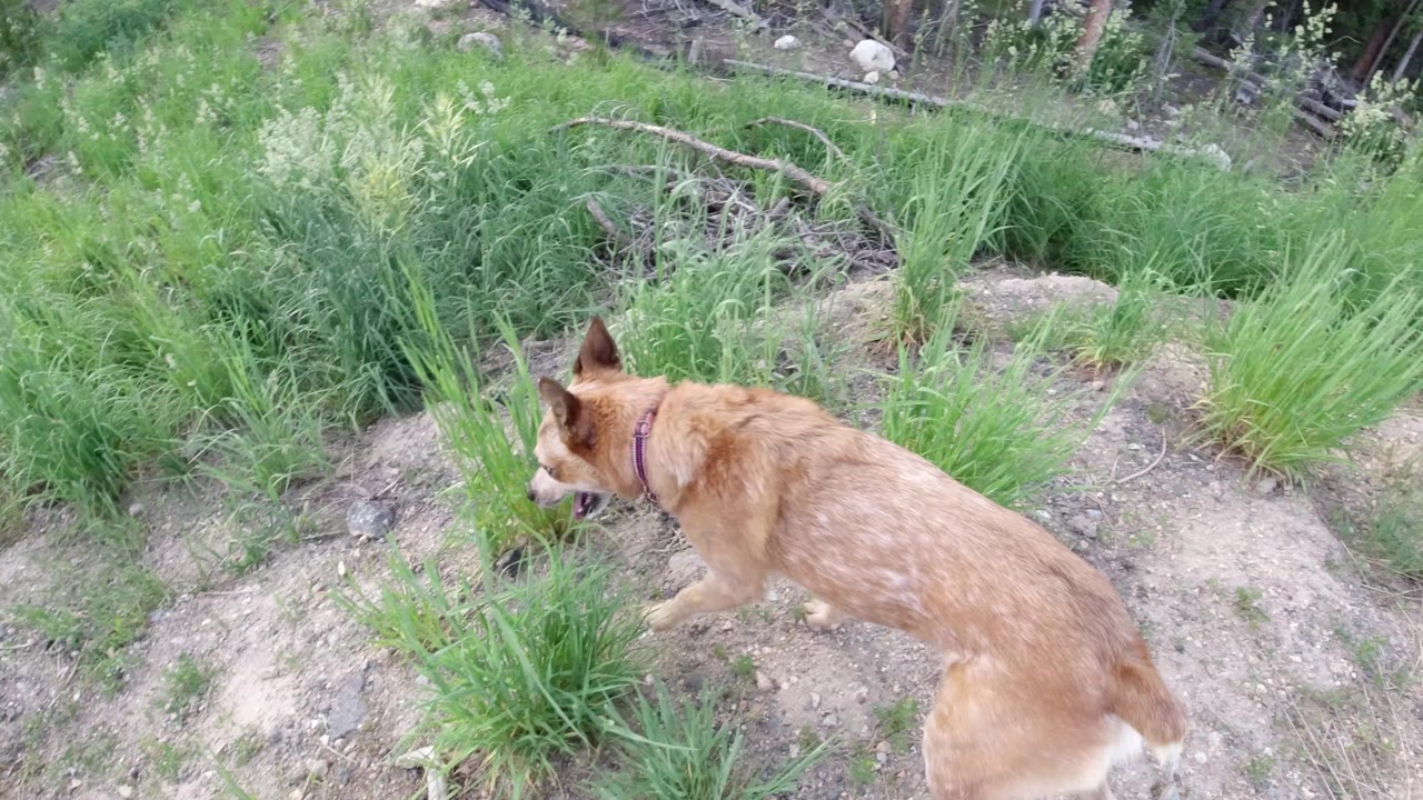Tan dog walking through green grass on a dirt slope.