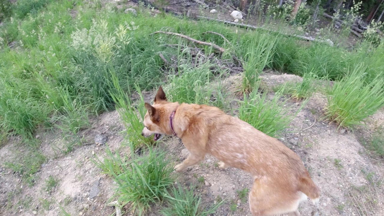 The tan dog continues across the green hillside in Winter Park, Colorado, passing tufts of grass with a dirt patch and forest brush in the background.